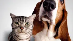 PARDUODAMA VETERINARIJOS KLINIKA (GYDYKLA) - VAISTINĖ, VILNIUJE