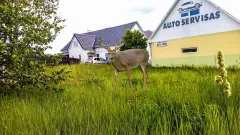 Parduodamas gyvenamasis namas bei autoservisas!