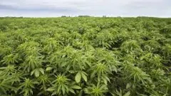 CBD oil low risk start up