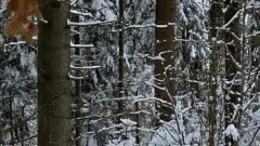Miško pirkimas