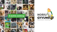 Gyvūnų skelbimų portalas Noriugyvuno.lt