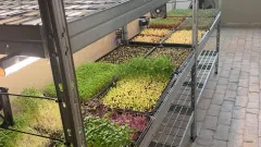 Parduodamas mikrožalumynų auginimo ir pardavimo verslas