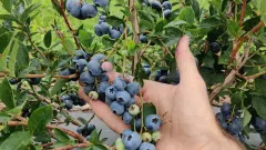 Parduodamas Pelningas Uogų Ūkis - 2
