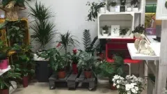 Gelių salonas