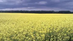 Agricultural business in Russia
