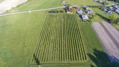 Parduodamas veikiantis sausmedžių ūkis su gamyba, statiniais ir infrastruktūra