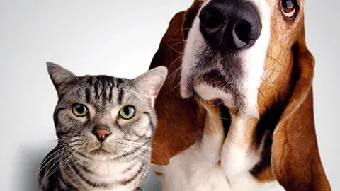 PARDUODAMA VETERINARIJOS KLINIKA (GYDYKLA) - VAISTINĖ, VILNIUJE - 1