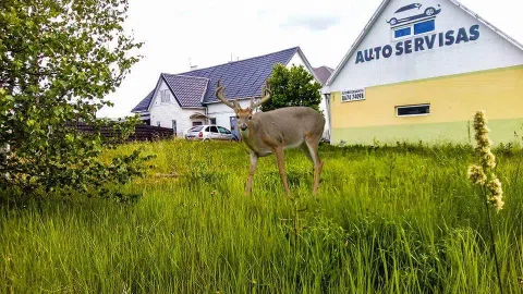 Parduodamas gyvenamasis namas bei autoservisas! - 1