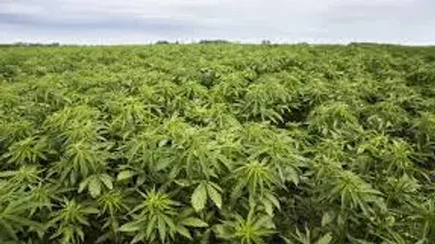 CBD oil low risk start up - 1