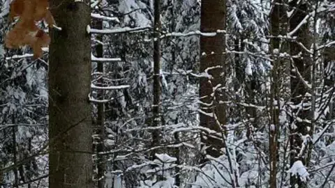 Miško pirkimas - 1