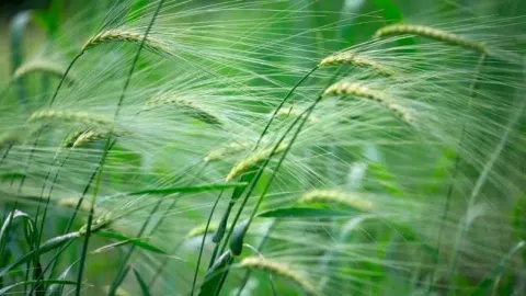 Parduodamas eko augalininkystės ūkis 600ha Kaišiadoryse/Elektrėnuose - 1