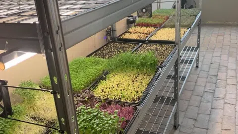 Parduodamas mikrožalumynų auginimo ir pardavimo verslas - 1