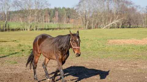 Parduodama veikianti žemės ūkio bendrovė - 1