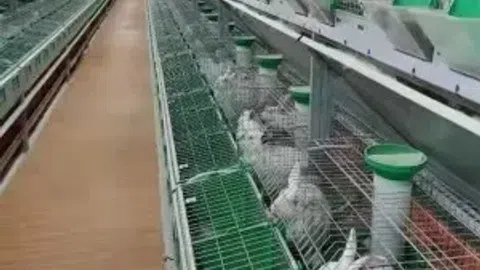 Parduodamas žemes ūkio , mėsiniu triušiu veisimo ir genetikos centro verslas. - 1