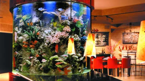 Akvariumų įrengimas, greita priežiūra visoje Lietuvoje - 1