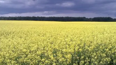 Agricultural business in Russia - 1