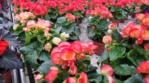 parduodamas pelningas gėlininkystes ukis