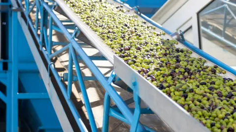 Parduodama veikianti aliejaus spaudykla Ispanijoje