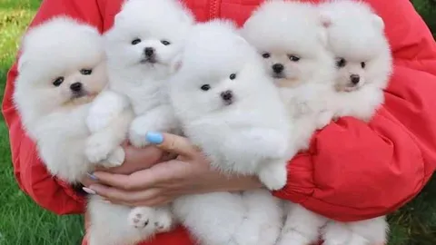Pomeranijos špicų šuniukai